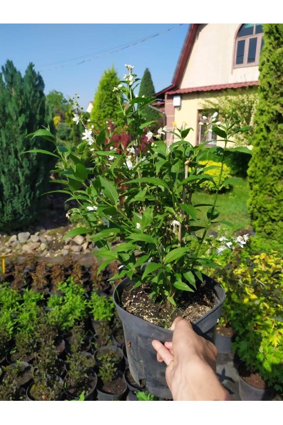 Дейція витончена біла - 3л/вис.35-45см/Ø25-35см